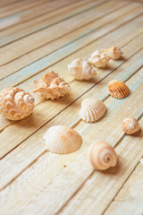 Seashells on a wooden background. Collection of seashels