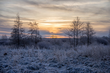  Frosted grass in a meadow in the distance of trees on a frosty morning