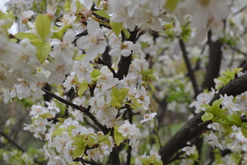 doğa flowers history people sea bee