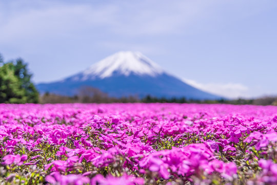 日本の春 満開の芝桜と富士山の風景