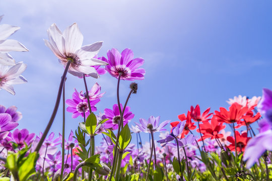 春の日差しに照らされるアネモネの花畑