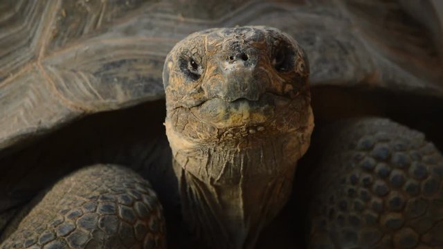 Head of Gal&aacute;pagos tortoise or Gal&aacute;pagos giant tortoise looking around - Chelonoidis nigra