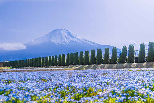 日本の春 ネモフィラと富士山の風景