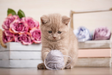 Scottish Fold Kitten playing with a tangle of threads
