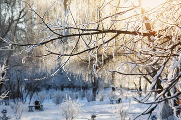 Branch in the snow in the backlight from the sun