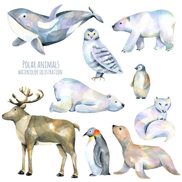 Collection, set of watercolor cute polar animals illustrations, hand drawn isolated on a white background