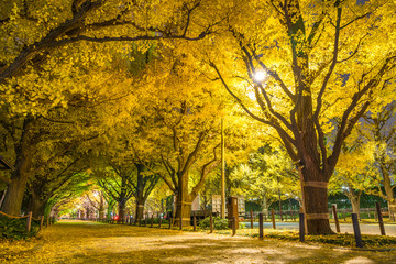 日本の秋　東京 神宮外苑のイチョウ並木