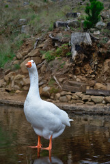 White Goose