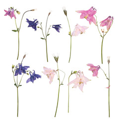 Set of Dried and pressed flowers of a pink, blue and purple Aquilegia vulgaris Columbine flower...