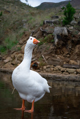 Domestic Goose in a pond 