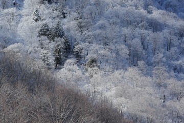 霧氷の木々