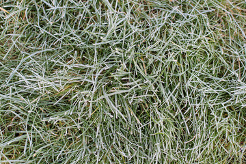 Green grass with morning frost and sun. Frosty morning. Quiet clear weather. Late autumn or early winter. Abstract background from a grass covered with hoarfrost.