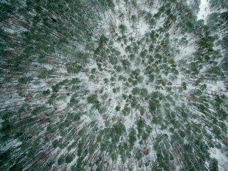 Winter forest. View from above. The photo was taken with a drone. Pine and fir forest in the snow
