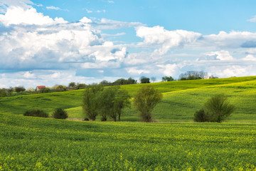 Green wavy hills in South Moravia, Csezh Republic