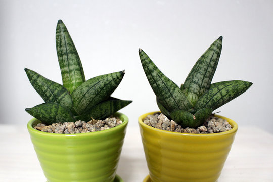Small potted stuckyi 