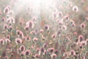 blooming willow lit by the sun