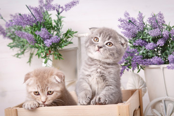 Interesting Scottish kittens. Thoroughbred cats. Couple fold cats