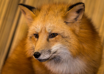 Red Fox