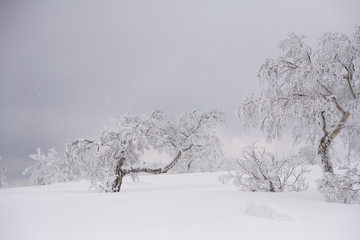 Fototapeta na wymiar frozen tree in winter season
