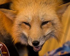 Red Fox