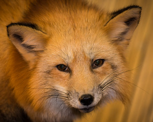 Naklejka premium Red Fox