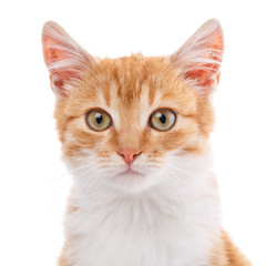 Naklejka premium Szczegół portret czerwony kotek na białym tle
