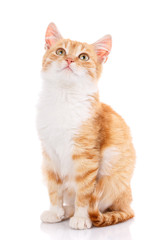 Cute orange kitten with white paws