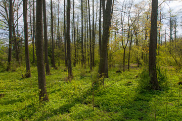 Natural riparian stand in springtime