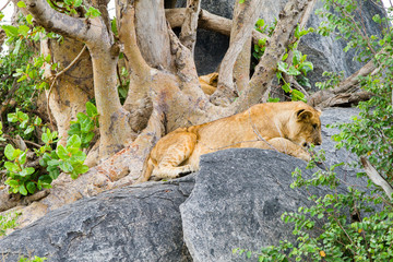 East African lioness (Panthera leo melanochaita), species in the family Felidae and a member of the genus Panthera, listed as vulnerable, in Serengeti National Park, Tanzania