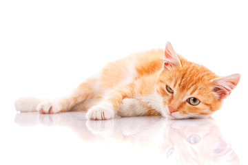 Fototapeta na wymiar Small red kitten on a white