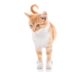 Red kitten isolated on whit