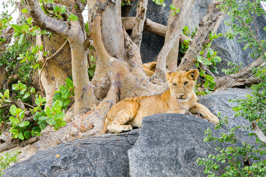 East African lioness (Panthera leo melanochaita), species in the family Felidae and a member of the genus Panthera, listed as vulnerable, in Serengeti National Park, Tanzania