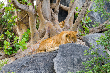 East African lion cubs (Panthera leo melanochaita), species in the family Felidae and a member of the genus Panthera, listed as vulnerable, in Serengeti National Park, Tanzania