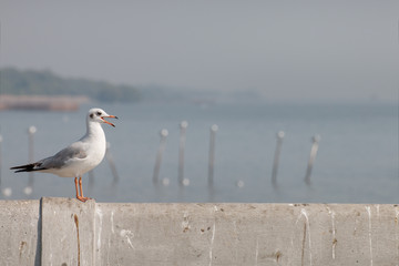 seagull stand and looking on the sea.