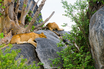 East African lion cubs (Panthera leo melanochaita), species in the family Felidae and a member of the genus Panthera, listed as vulnerable, in Serengeti National Park, Tanzania