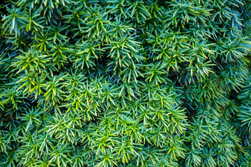 Naklejka na ściany i meble Beautiful evergreen yew tree (Taxus baccata)