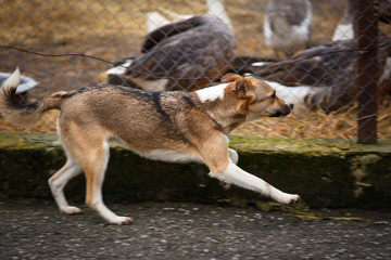 The redheaded homeless dog runs around the yard in the village.