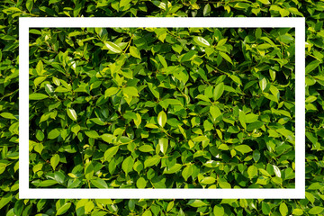  Green leaves with white  frame.