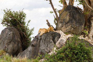East African lion cubs (Panthera leo melanochaita), species in the family Felidae and a member of the genus Panthera, listed as vulnerable, in Serengeti National Park, Tanzania