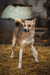 A stray dog walking along the street in the village. Homeless dog outdor.