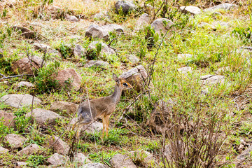 Klipspringer (Oreotragus oreotragus),  small antelope in Serengeti National Park, Tanzania