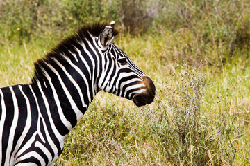 Naklejka premium Zebra species of African equids (horse family) united by their distinctive black and white striped coats in different patterns, unique to each individual in Serengeti, Tanzania
