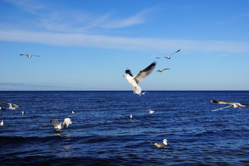 Fototapeta na wymiar Seagulls over the Baltic sea