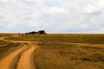 Fototapeta premium Zebra species of African equids (horse family) united by their distinctive black and white striped coats in different patterns, unique to each individual in Serengeti, Tanzania