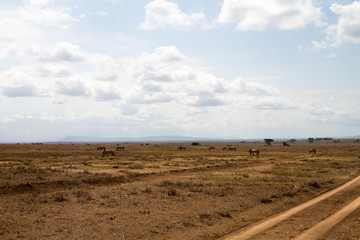 Serengeti National Park, Tanzanian national park in the Serengeti ecosystem in the Mara and Simiyu regions