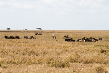 Naklejka na ściany i meble The blue wildebeest (Connochaetes taurinus), also called the common wildebeest, white-bearded wildebeest or brindled gnu in Tanzania