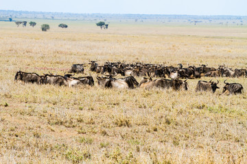 The blue wildebeest (Connochaetes taurinus), also called the common wildebeest, white-bearded wildebeest or brindled gnu in Tanzania