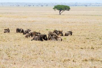 The blue wildebeest (Connochaetes taurinus), also called the common wildebeest, white-bearded wildebeest or brindled gnu in Tanzania