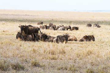 The blue wildebeest (Connochaetes taurinus), also called the common wildebeest, white-bearded wildebeest or brindled gnu in Tanzania