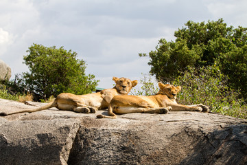 East African lions (Panthera leo), species in the family Felidae and a member of the genus...